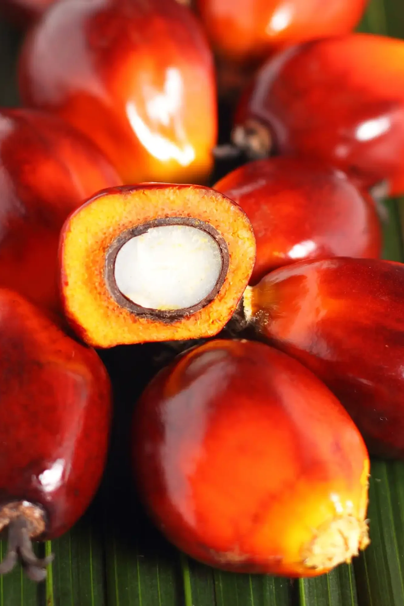 fresh oil palm fruits